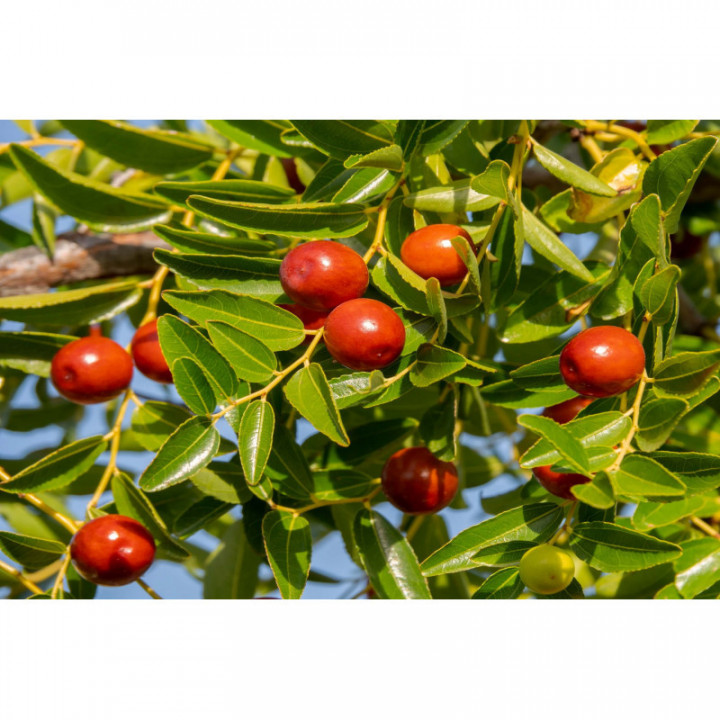 ZIZIPHUS JUJUBA Tinktur | Jujube Chinesische Dattel ayurvedische Urtinktur zur Phytotherapie Tropfen o. Spray