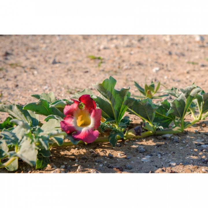 HARPAGOPHYTUM PROCUMBEANS Tinktur | Afrikanische Teufelskralle Bio offizinale Tinktur zur Phytotherapie Tropfen o. Spray