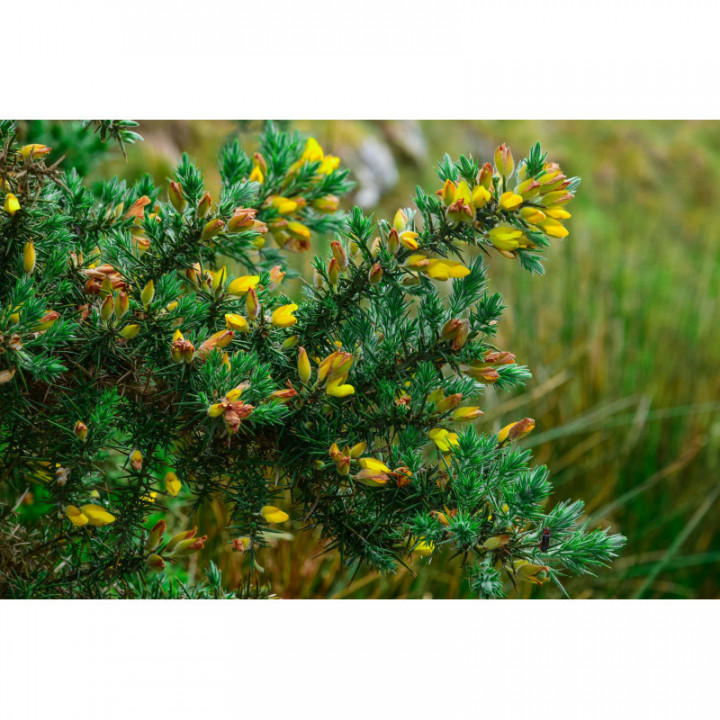 JUNIPERUS ALPINA Tinktur | Alpen Wacholder Bio ayurvedische Urtinktur zur Phytotherapie Tropfen o. Spray