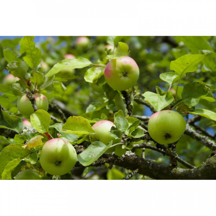 MALUS SYLVESTRIS Tinktur | Europäischer Wildapfel Bio ayurvedische Urtinktur zur Phytotherapie Tropfen o. Spray