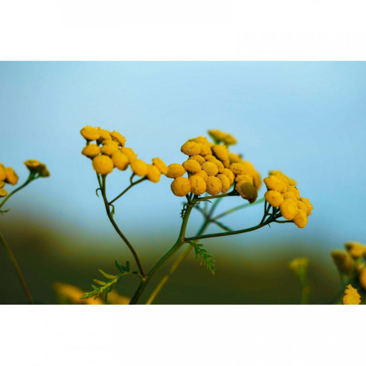 HELICHRYSUM ITALICUM tintura | Elicrisio bio tintura officinale per fitoterapia gocce o spray