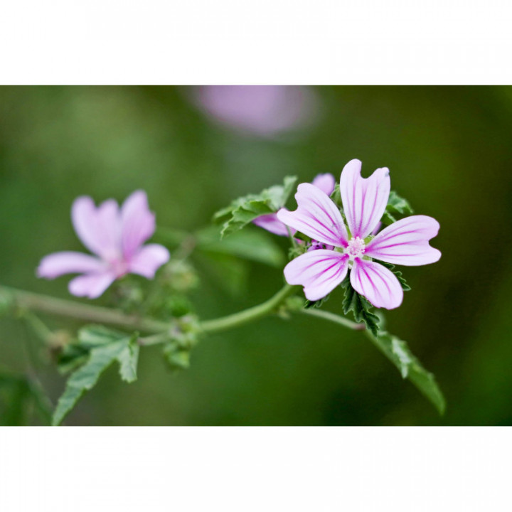 MALVA SYLVESTRIS tintura | Malva Selvatica bio tintura madre ayurvedica per fitoterapia gocce o spray