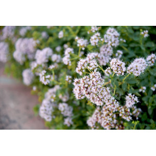 ORIGANUM MAJORANA tintura | Origano Maggiorana tintura officinale ayurvedica per fitoterapia gocce o spray