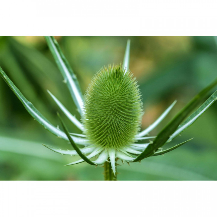 DIPSACUS SATIVUS Tinktur | Wilde Weberkarde Bio Urtinktur zur Phytotherapie Tropfen o. Spray