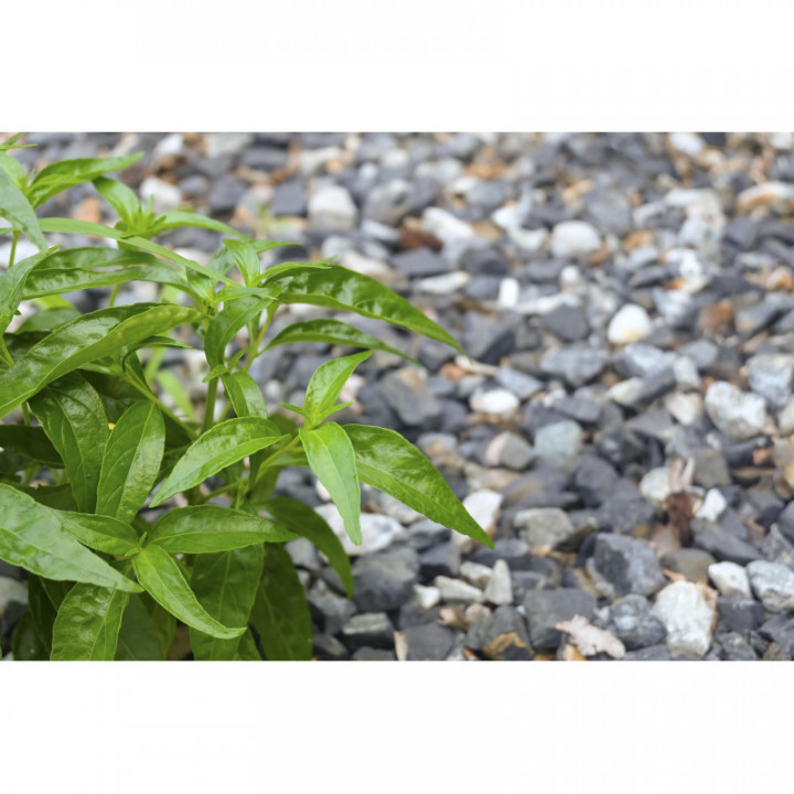 ANDROGRAPHIS PANICULATA tintura | Chiretta Verde tintura ayurvedica adattogena per fitoterapia gocce o spray