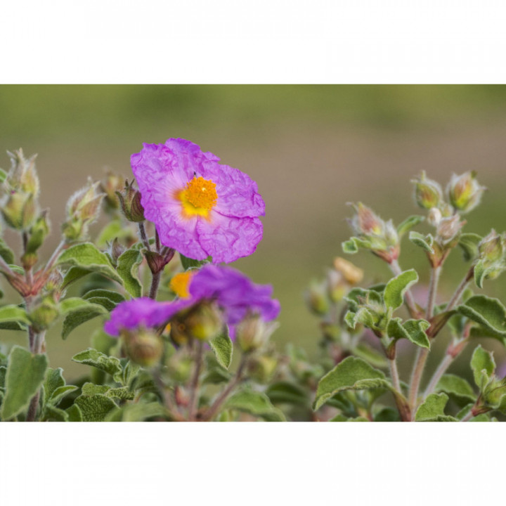 CISTUS INCANUS tintura | Cisto Rosso bio tintura madre per fitoterapia gocce o spray