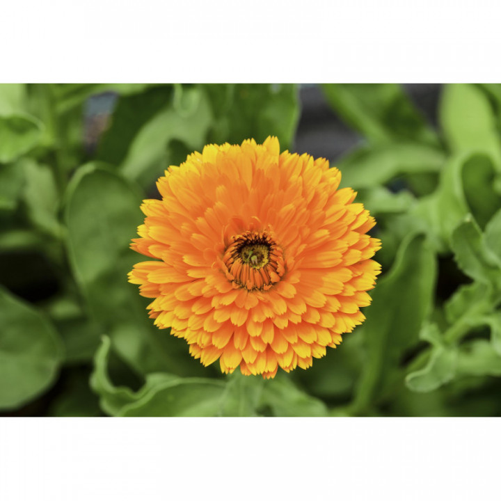 CALENDULA OFFICINALIS tintura | Calendula bio tintura madre ayurvedica per fitoterapia gocce o spray