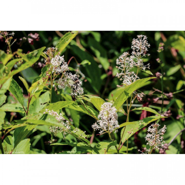CEANOTHUS AMERICANUS tintura | Red Root Rhamnacea Americana tintura officinale per fitoterapia gocce o spray