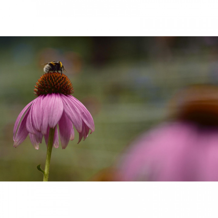 ECHINACEA ANGUSTIFOLIA