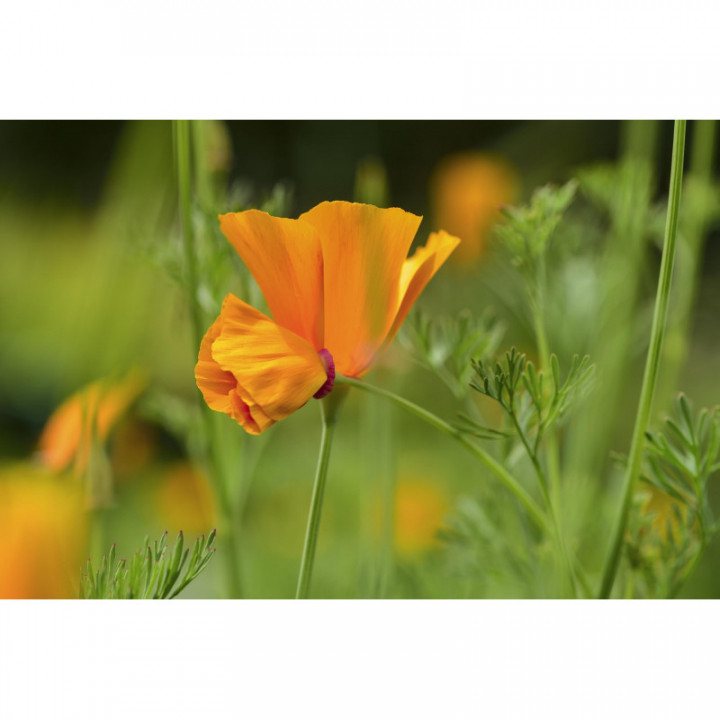 ESCHSCHOLZIA CALIFORNICA tintura | Escolzia tintura madre per fitoterapia gocce o spray