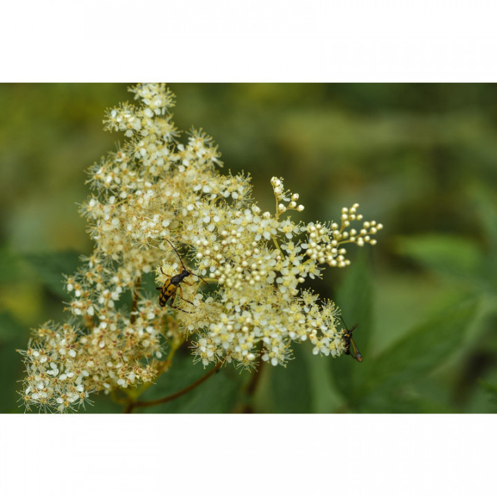 FILIPENDULA ULMARIA tintura | Spirea Olmaria bio tintura madre per fitoterapia gocce o spray