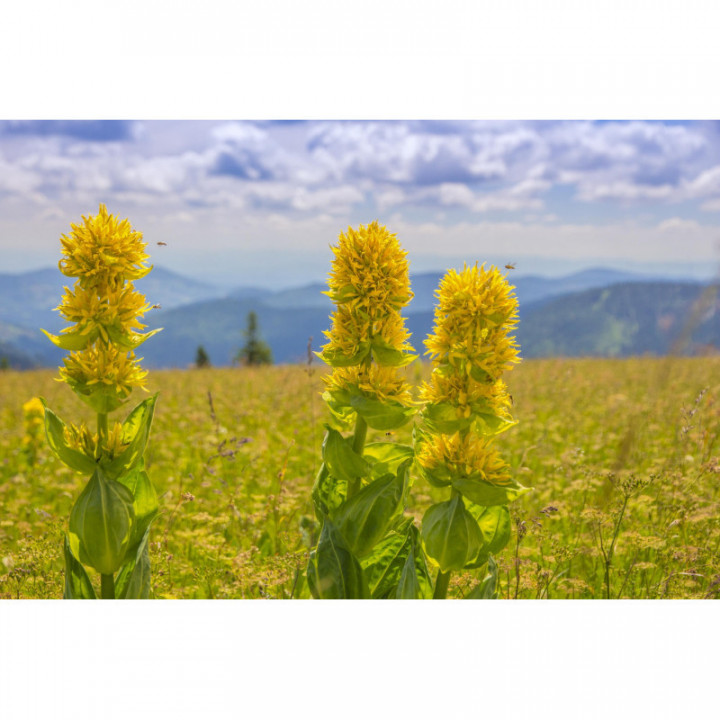 GENTIANA LUTEA tintura | Genziana bio tintura officinale ayurvedica per fitoterapia gocce o spray