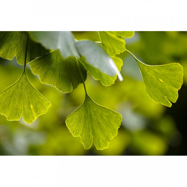 GINKGO BILOBA tintura | Ginkgo bio tintura madre ayurvedica adattogena per fitoterapia gocce o spray