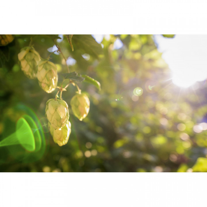 HUMULUS LUPULUS tintura | Luppolo bio tintura madre per fitoterapia gocce o spray