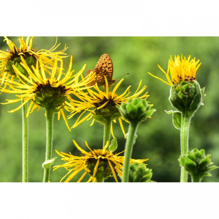 INULA HELENIUM tintura | Enula Campana bio tintura madre ayurvedica per fitoterapia gocce o spray