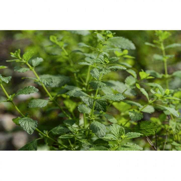 MELISSA OFFICINALIS tintura | Melissa tintura madre adattogena per fitoterapia gocce o spray