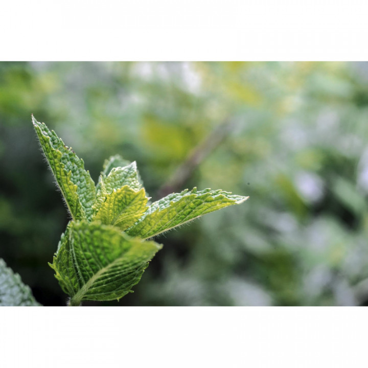 MENTHA PIPERITA tintura | Menta Piperita tintura madre ayurvedica per fitoterapia gocce o spray