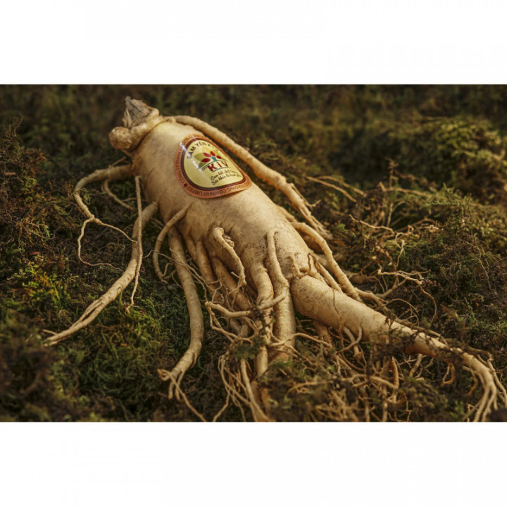 PANAX GINSENG tintura | Ginseng Coreano Bianco bio tintura officinale adattogena per fitoterapia gocce o spray