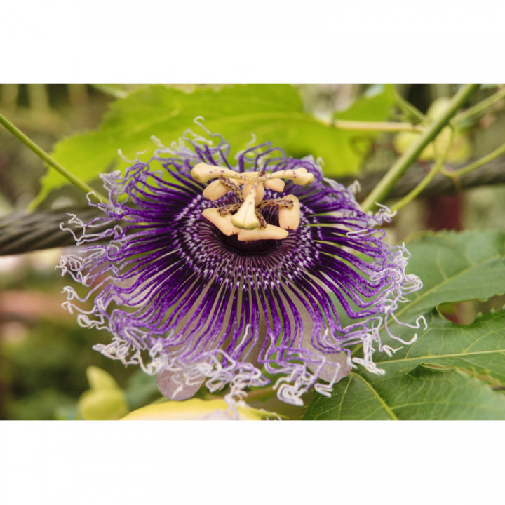 PASSIFLORA INCARNATA tintura | Passiflora tintura madre adattogena per fitoterapia gocce o spray