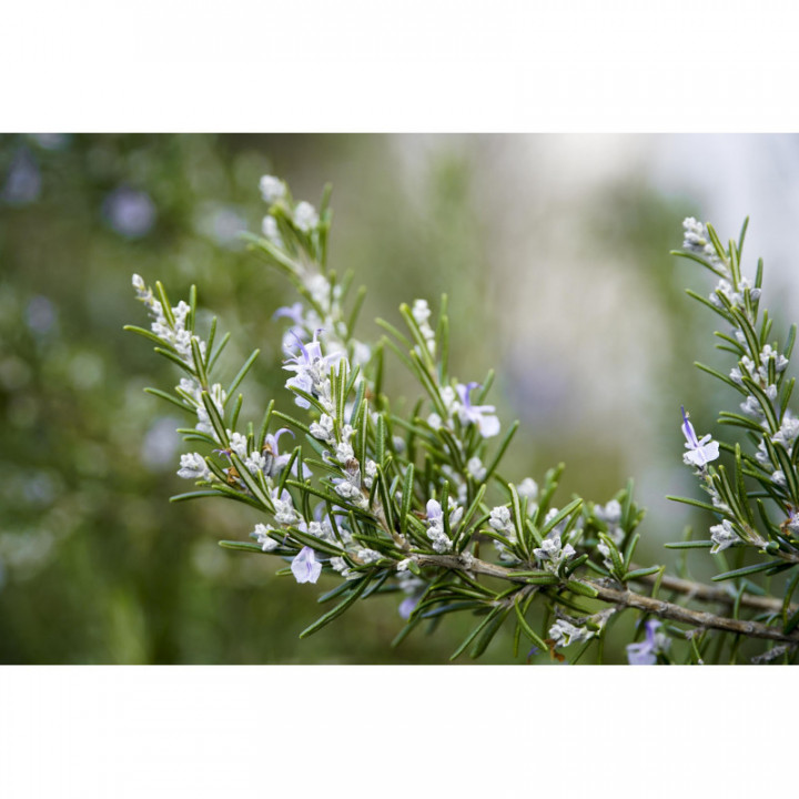 ROSMARINUS OFFICINALIS tincture | Rosemary organic mother tincture as natural medicine drops or spray