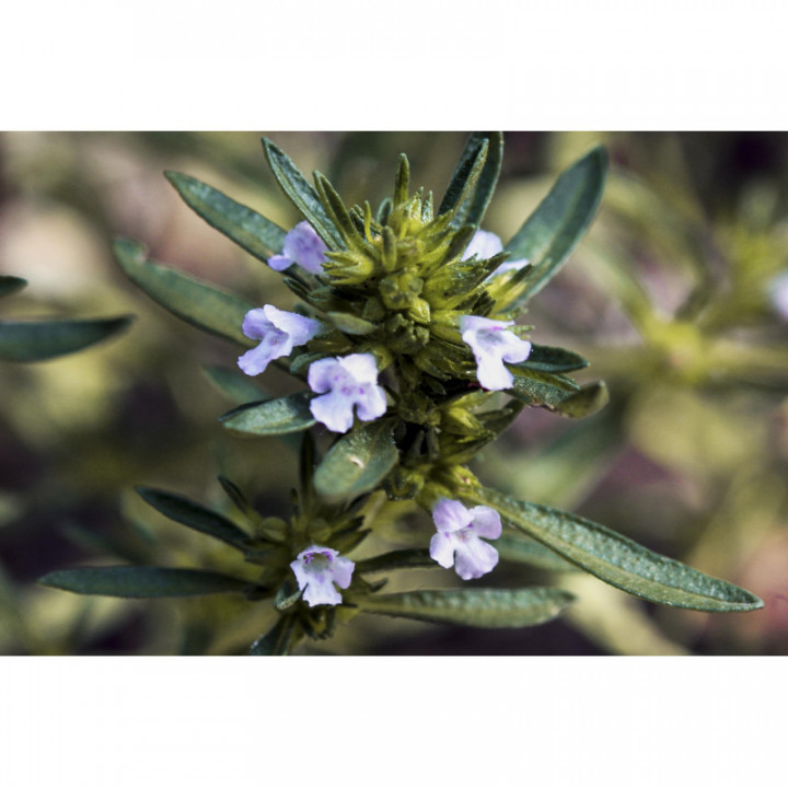 SATUREJA HORTENSIS tincture | Summer Savory mother tincture as natural medicine drops or spray
