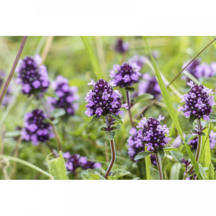 THYMUS VULGARIS
