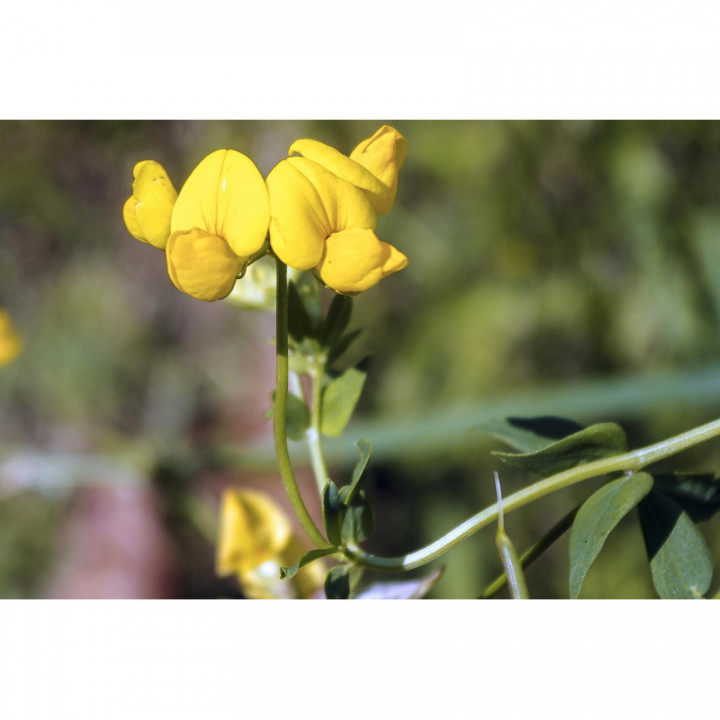 TRIGONELLA FOENUM GRAECUM tintura | Fieno Greco bio tintura madre ayurvedica per fitoterapia gocce o spray