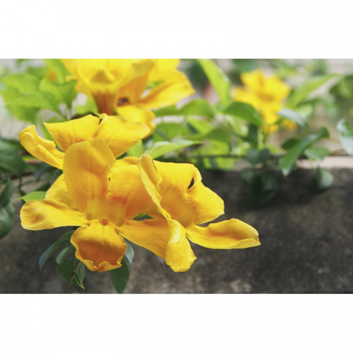 UNCARIA TOMENTOSA tincture | Cat's Claw Samento adaptogen officinal tincture as natural medicine drops or spray