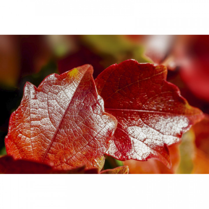 VITIS VINIFERA tincture | Red Grape Vine Leaves ayurvedic mother tincture as natural medicine drops or spray