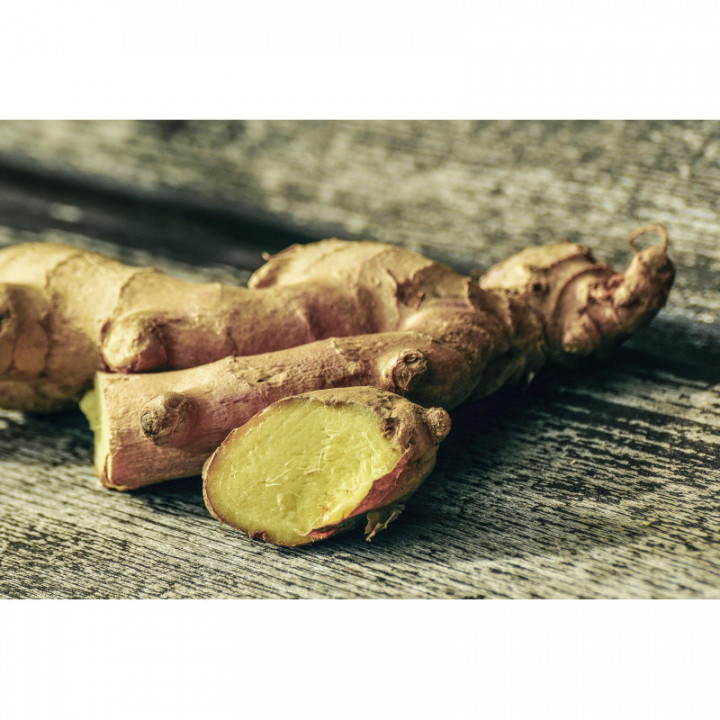 ZINGIBER OFFICINALE