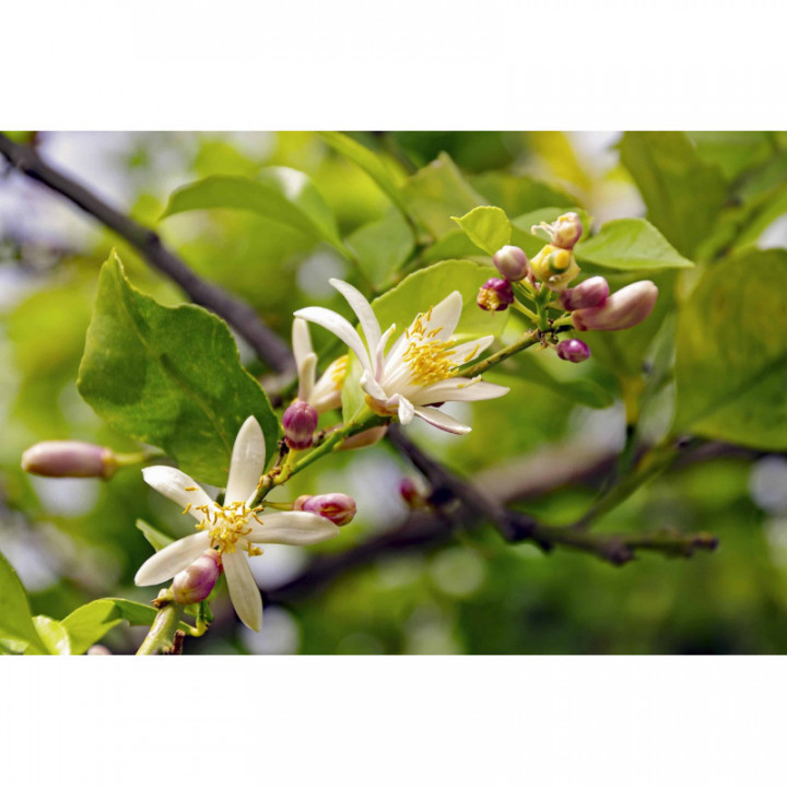 CITRUS LIMONUM Gemmo | Zitrone Bio Gemmo ayurvedischer adaptogener Jungtrieb-Extrakt zur Gemmotherapie Tropfen o. Spray