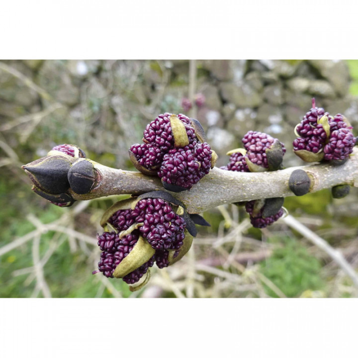 FRAXINUS EXCELSIOR gemmo | European Ash organic buds extract as gemmotherapy drops or spray