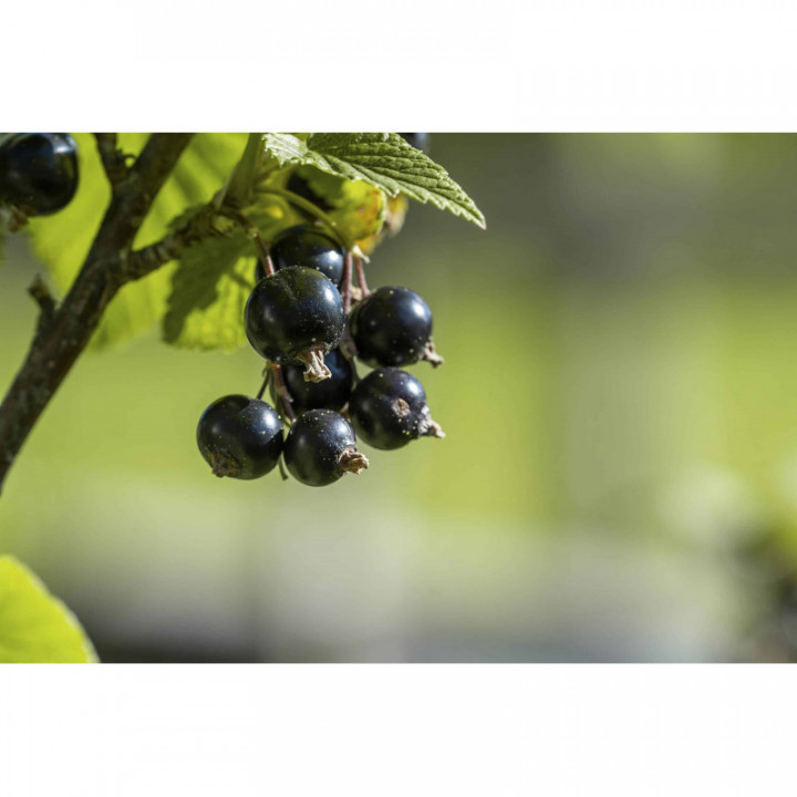 RIBES NIGRUM Gemmo | Schwarze Johannisbeere Bio ayurvedischer adaptogener Knospen-Extrakt zur Gemmotherapie Tropfen o. Spray