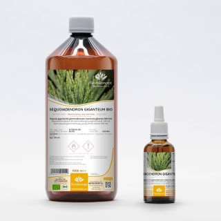 SEQUOIADENDRON GIGANTEUM Gemmo | Riesen Mammutbaum Jungtrieb-Extrakt zur Gemmotherapie Tropfen o. Spray