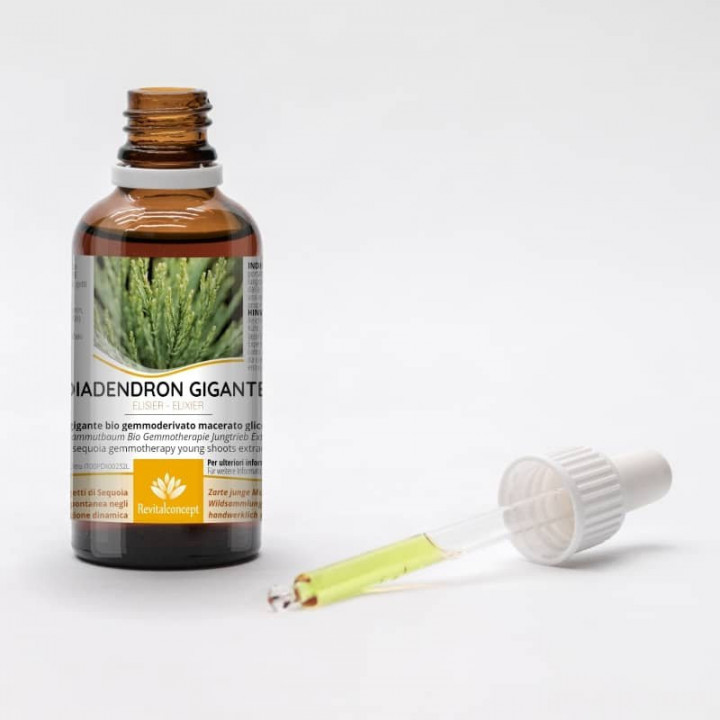 SEQUOIADENDRON GIGANTEUM gemmo | Giant Sequoia young shoots extract as gemmotherapy drops or spray
