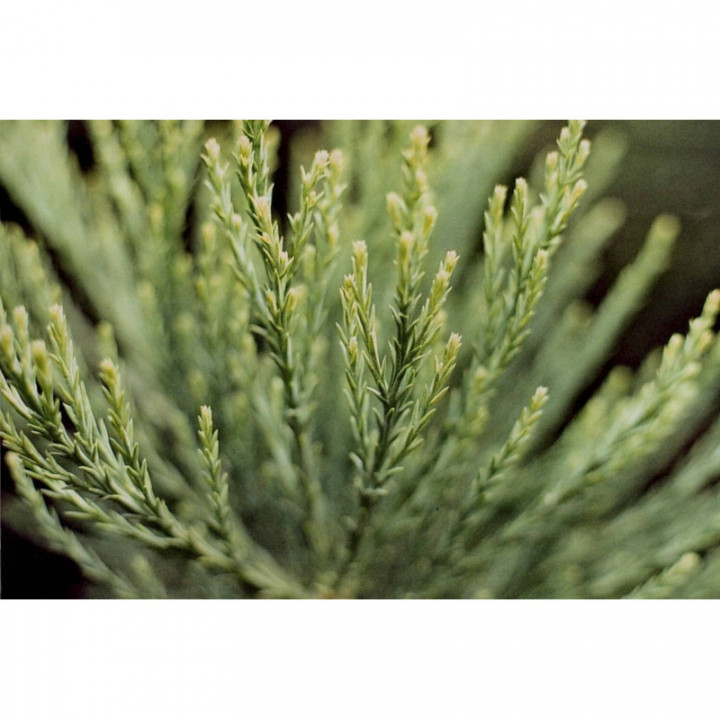 SEQUOIADENDRON GIGANTEUM gemmo | Giant Sequoia young shoots extract as gemmotherapy drops or spray