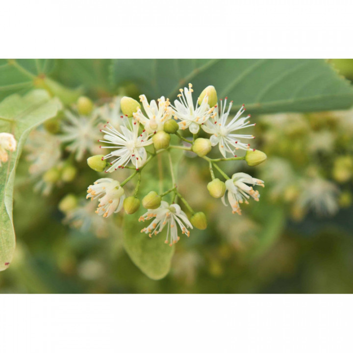 TILIA CORDATA Gemmo | Steinlinde Bio ayurvedischer Knospen-Extrakt zur Gemmotherapie Tropfen o. Spray