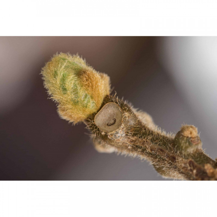 ACTINIDIA CHINENSIS | Kiwi gemmoderivato macerato glicerico secondo Dr. Pol Henry