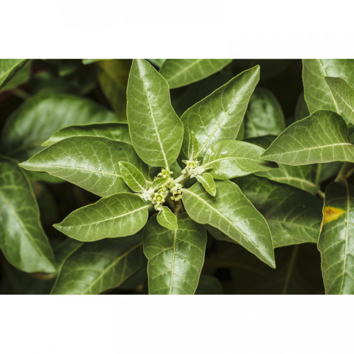 WITHANIA SOMNIFERA tincture | Ashwagandha Winter Cherry organic ayurvedic adaptogen tincture as natural medicine drops or spray