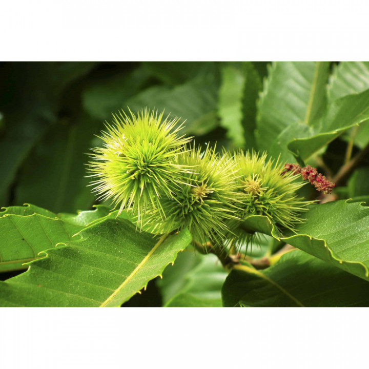 CASTANEA VESCA gemmo | Castagno Selvatico bio gemmoderivato macerato glicerico per gemmoterapia gocce o spray