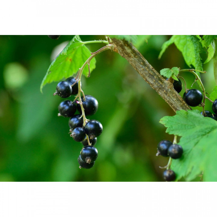 RIBES NIGRUM Tinktur | Schwarze Johannisbeere Bio ayurvedische adaptogene Urtinktur zur Phytotherapie Tropfen o. Spray