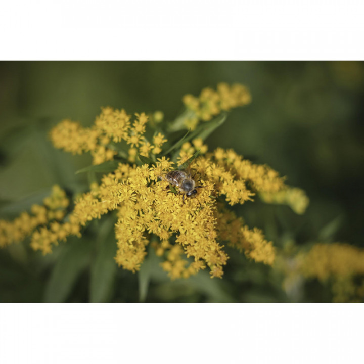 SOLIDAGO VIRGAUREA