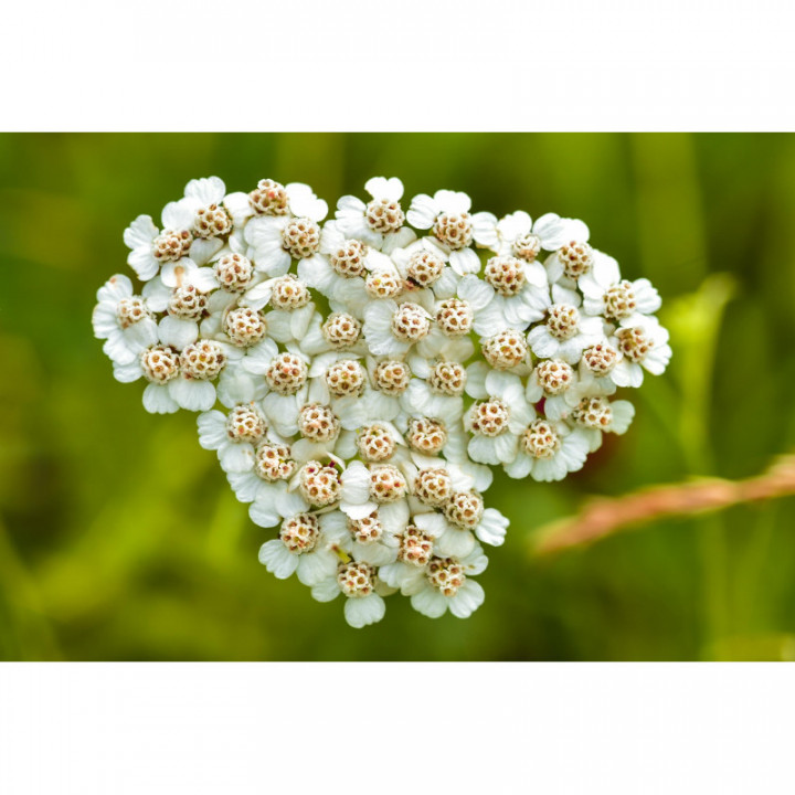 ACHILLEA MILLEFOLIUM