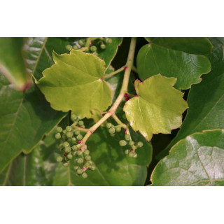 AMPELOPSIS TRICUSPIDATA gemmo | Parthenocissus Grapie Ivy Wild Vine buds extract as gemmotherapy drops or spray