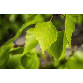 BETULA PUBESCENS gemmo | Moor Birch organic buds extract as gemmotherapy drops or spray