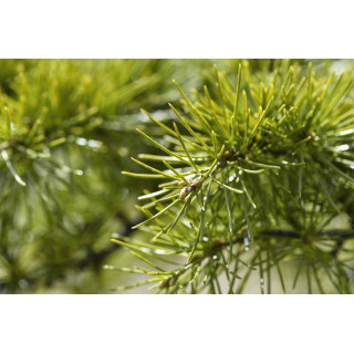 CEDRUS LIBANI gemmo | Cedar of Lebanon young shoots extract as gemmotherapy drops or spray