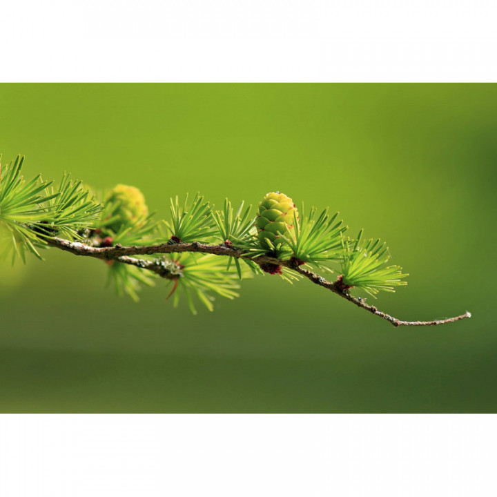 LARIX DECIDUA gemmo | European Larch organic young buds extract as gemmotherapy drops or spray