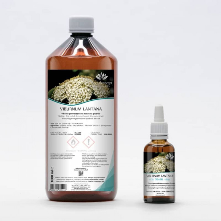 VIBURNUM LANTANA gemmo | Wayfaring Tree organic young shoots extract as gemmotherapy drops or spray