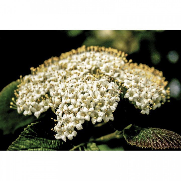 VIBURNUM LANTANA gemmo | Wayfaring Tree organic young shoots extract as gemmotherapy drops or spray