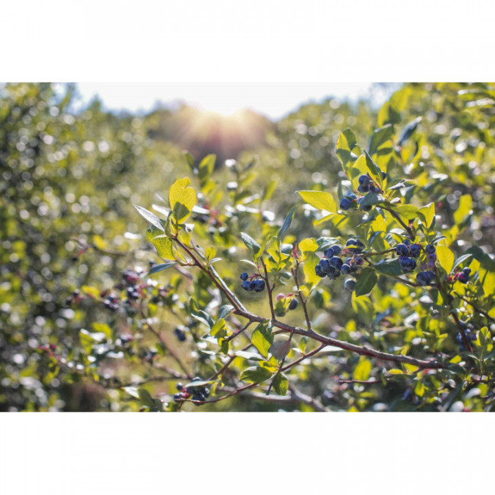 VACCINIUM MYRTILLUS gemmo | Bilberry organic young shoots extract as gemmotherapy drops or spray